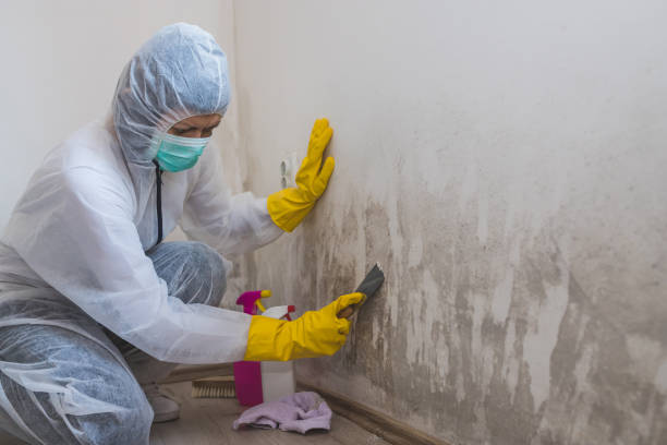 Why You Should Choose Our Mold Remediation Services in Eddington, PA